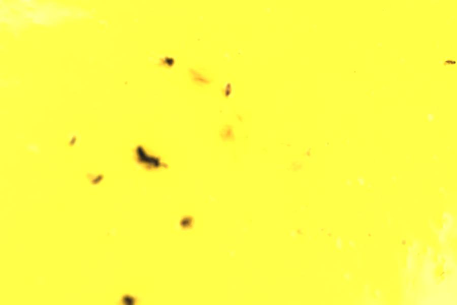 Image 17
